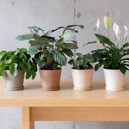 7" tatami planter