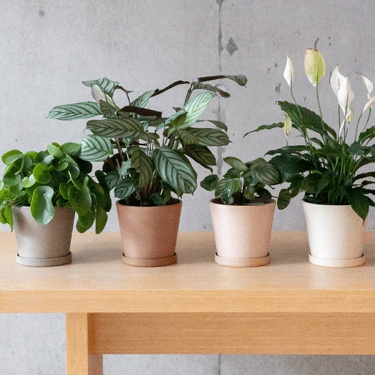 7" terra planter