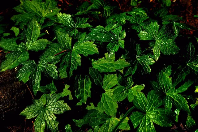mint cacao bliss