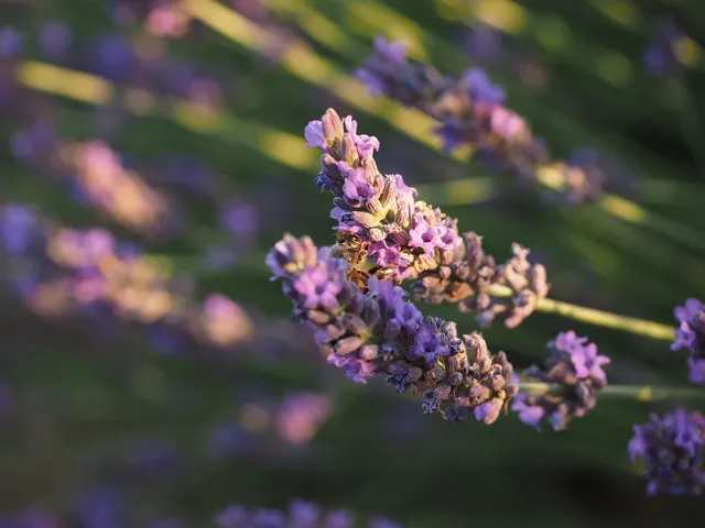 lavender weighted eye mask