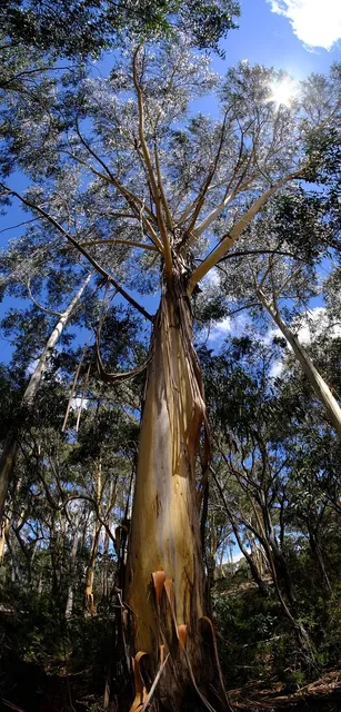 eucalyptus shower gel