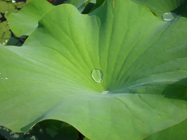 facial drops