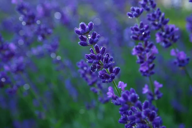 blue lavender blend