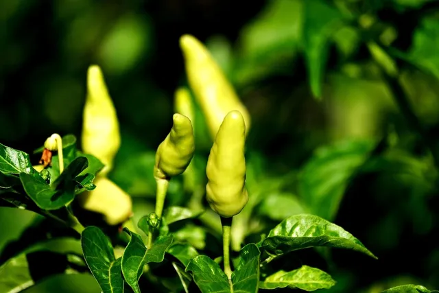 spicy collection