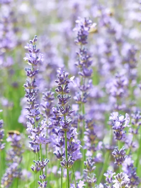 lavender hand sanitizer