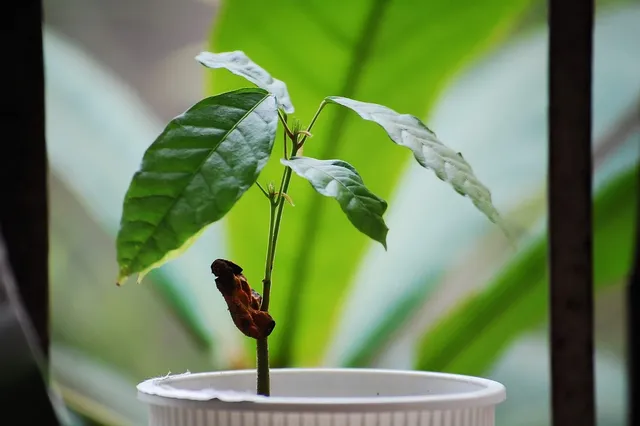 cosmic cacao