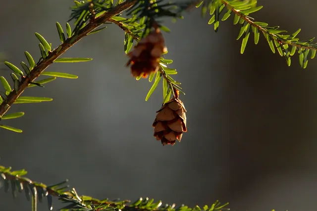 woods essential oil