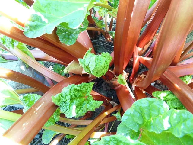 rhubarb & apple chutney