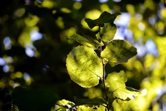 leafy greens detox
