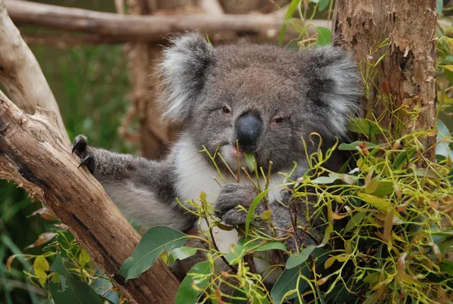 eucalyptus & santal candle