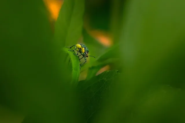 forma viridi