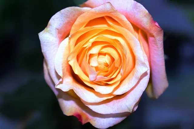 rose london fog blend