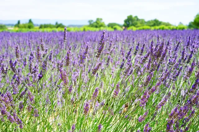 blue lavender blend