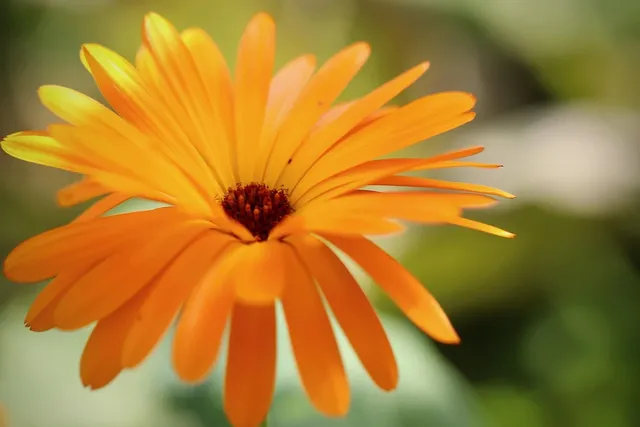 calendula lip balm