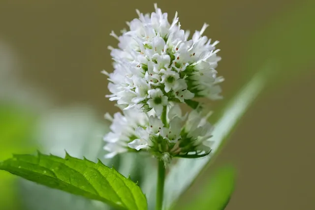 mint cacao bliss