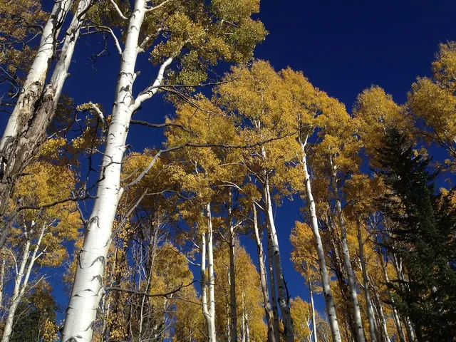 aspen + fog candle