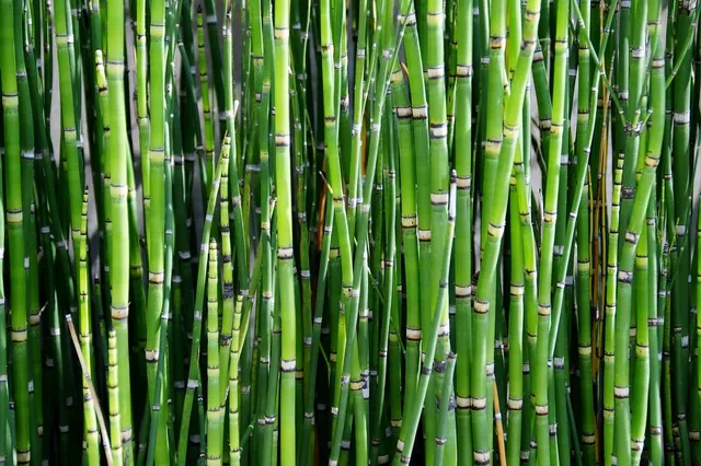 bamboo hairbrush