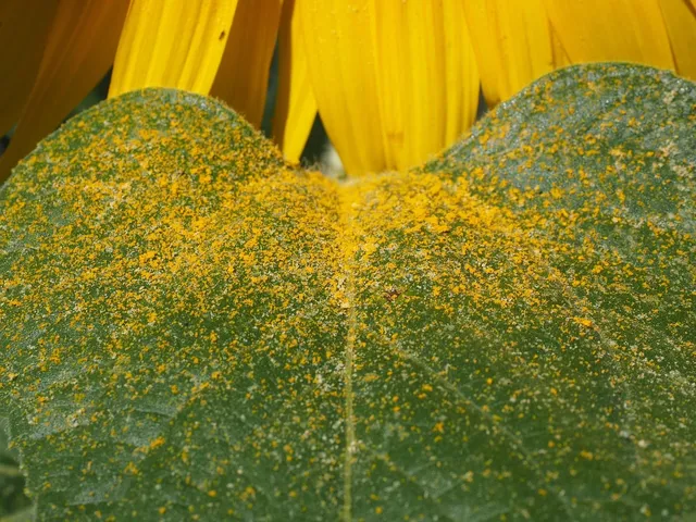 bee pollen