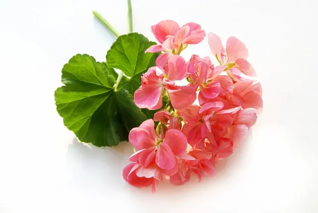 rose geranium hyaluronic acid serum