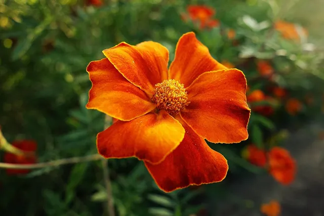 calendula lip balm