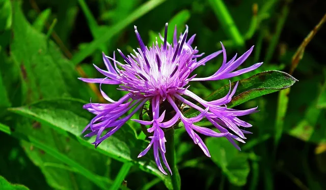 bergamot vanilla body oil