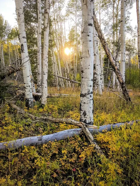 aspen + fog candle