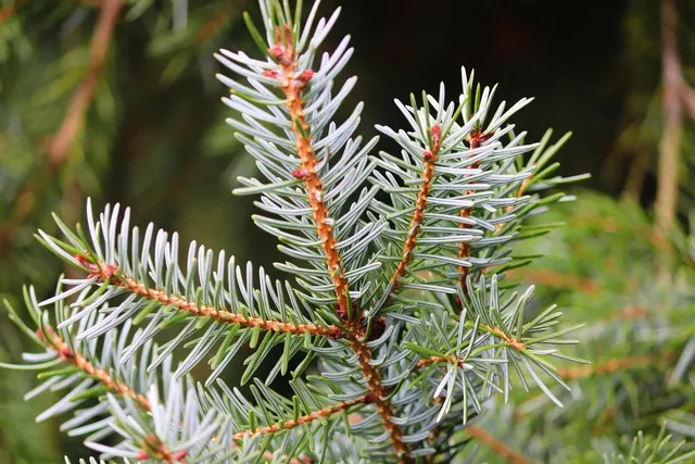 douglas fir incense