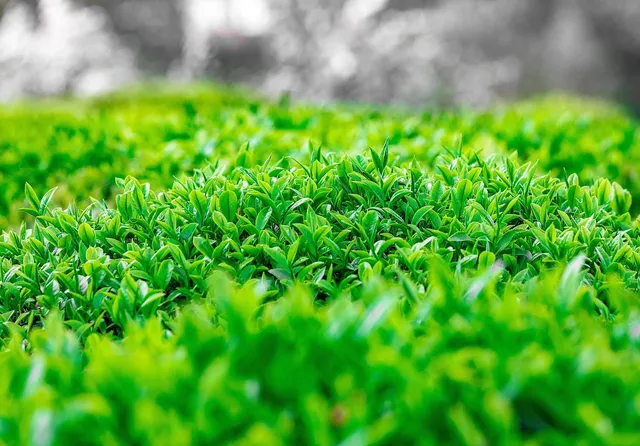 organic peppermint tea