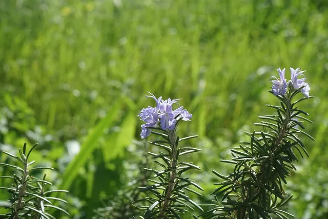 rosemary hand sanitizer