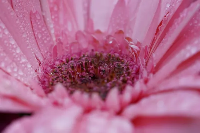 botanical beauty elixir