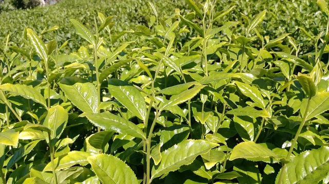 heal - CBD Tea