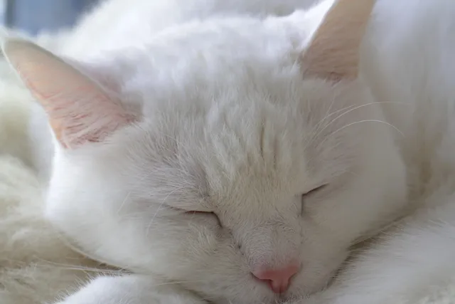 sleep well kit