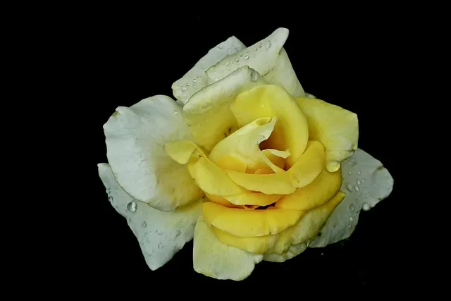rose london fog blend