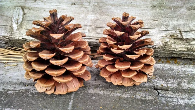 pine soap dish
