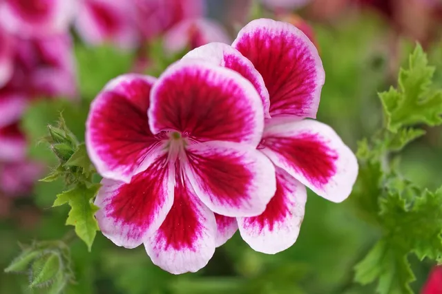 rose geranium + peppermint face mist