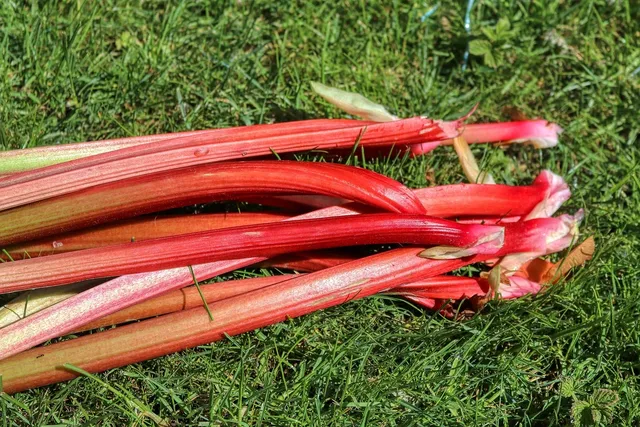 rhubarb and ginger bar