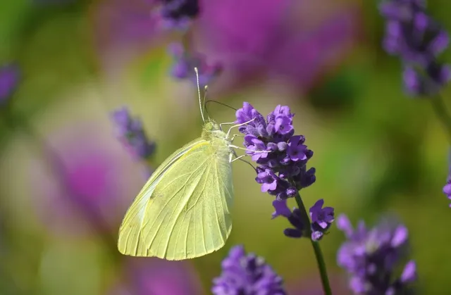 lavender hand sanitizer