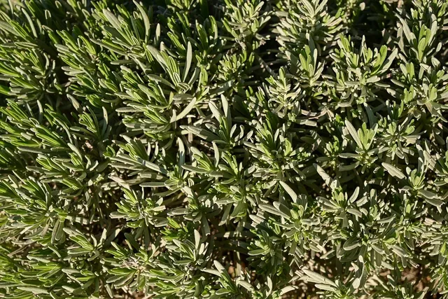 rosemary hand sanitizer