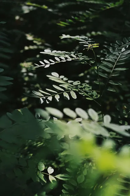 woods essential oil