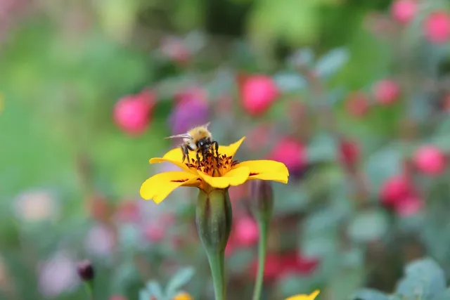 bee pollen