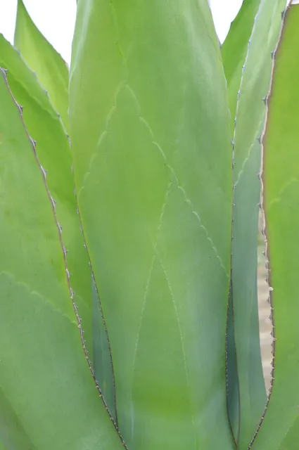 hydrate blue agave