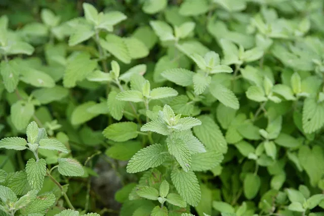 peppermint tooth powder